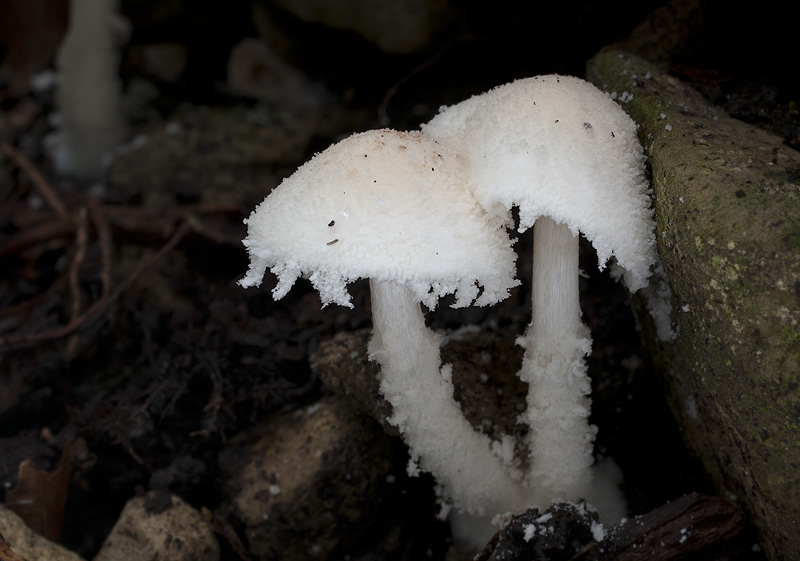 Cystolepiota hetieri